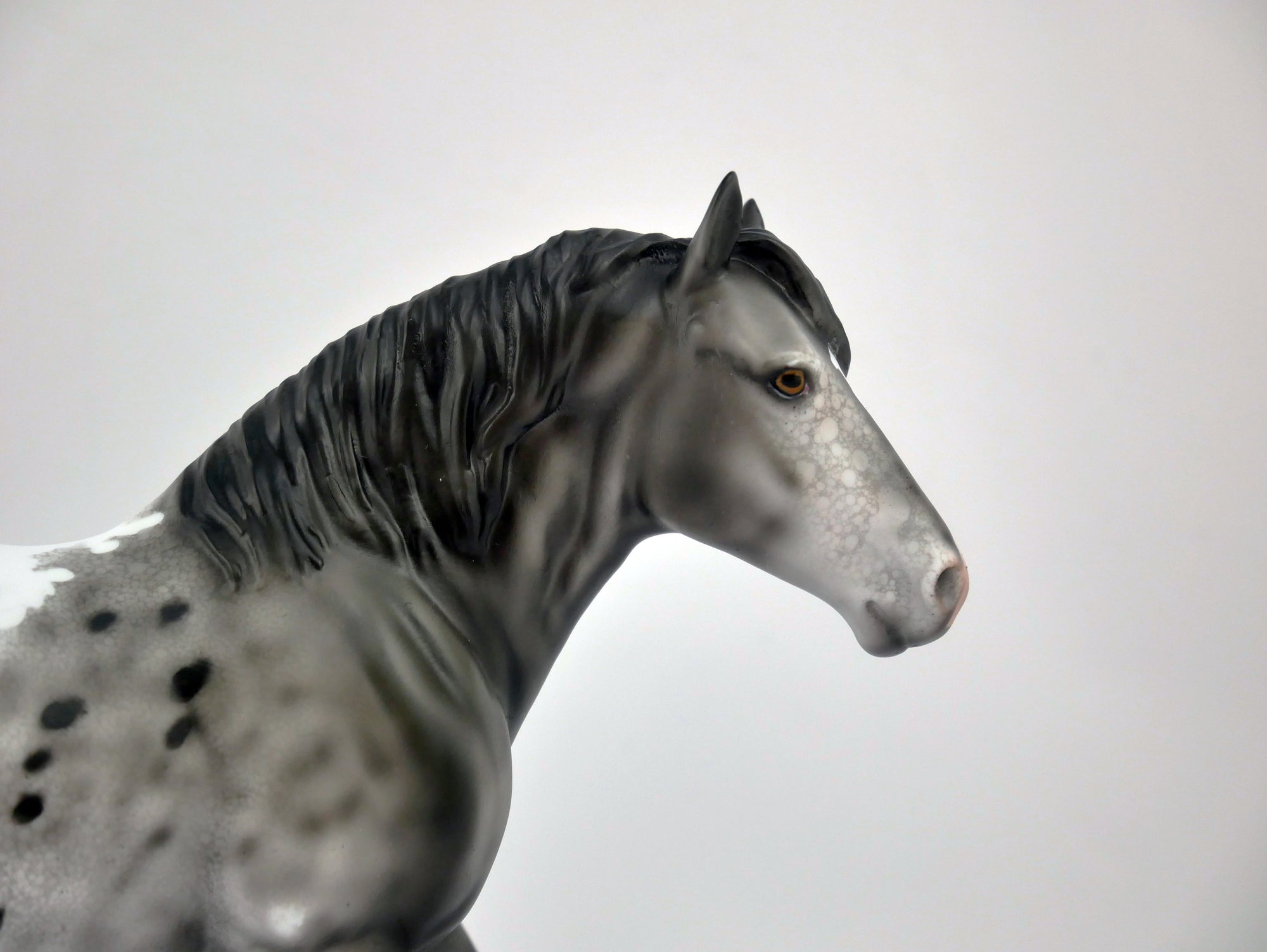 QUARTZ GREY-OOAK GRAY APPALOOSA BY DAWN QUICK