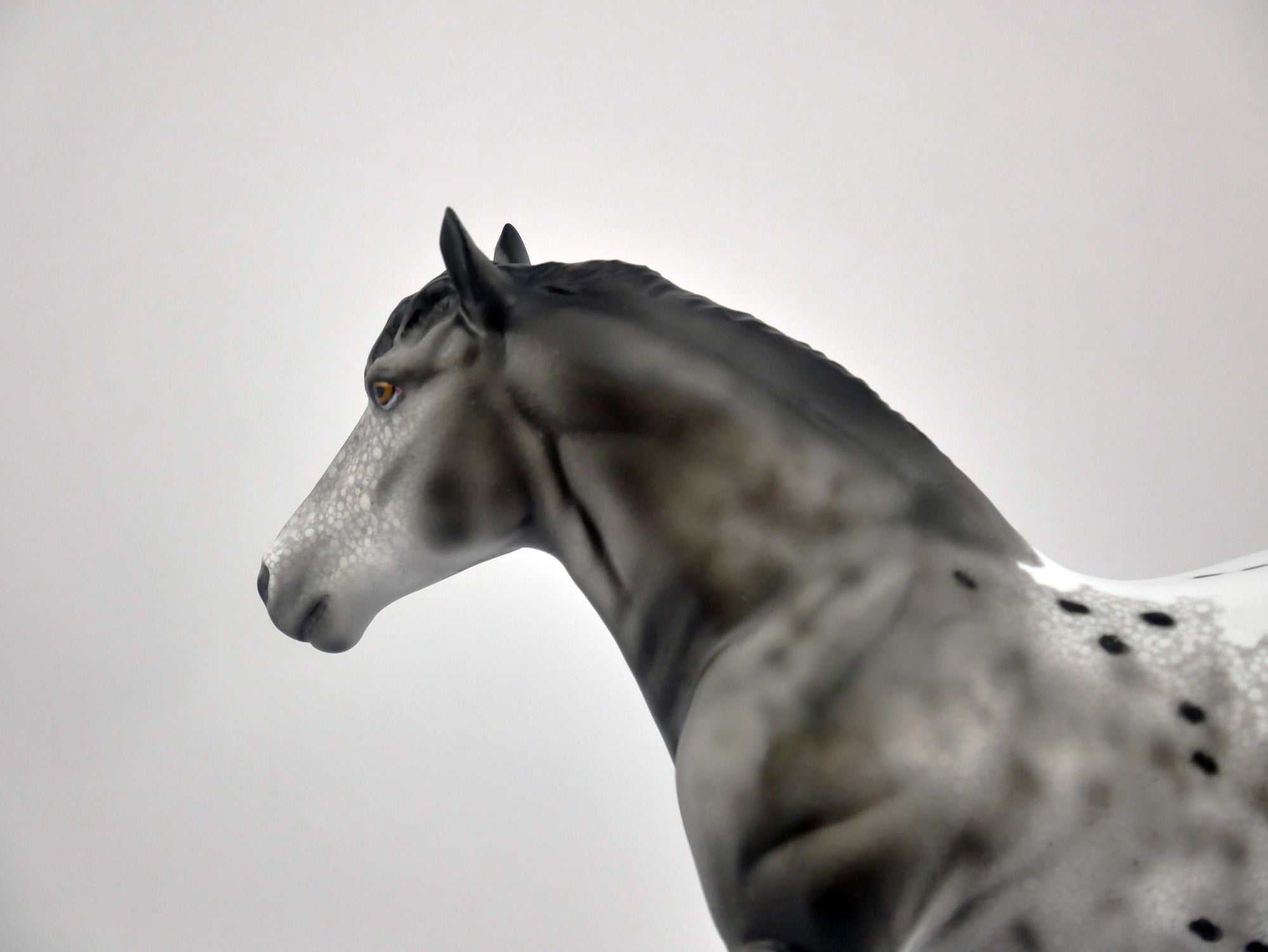 QUARTZ GREY-OOAK GRAY APPALOOSA BY DAWN QUICK