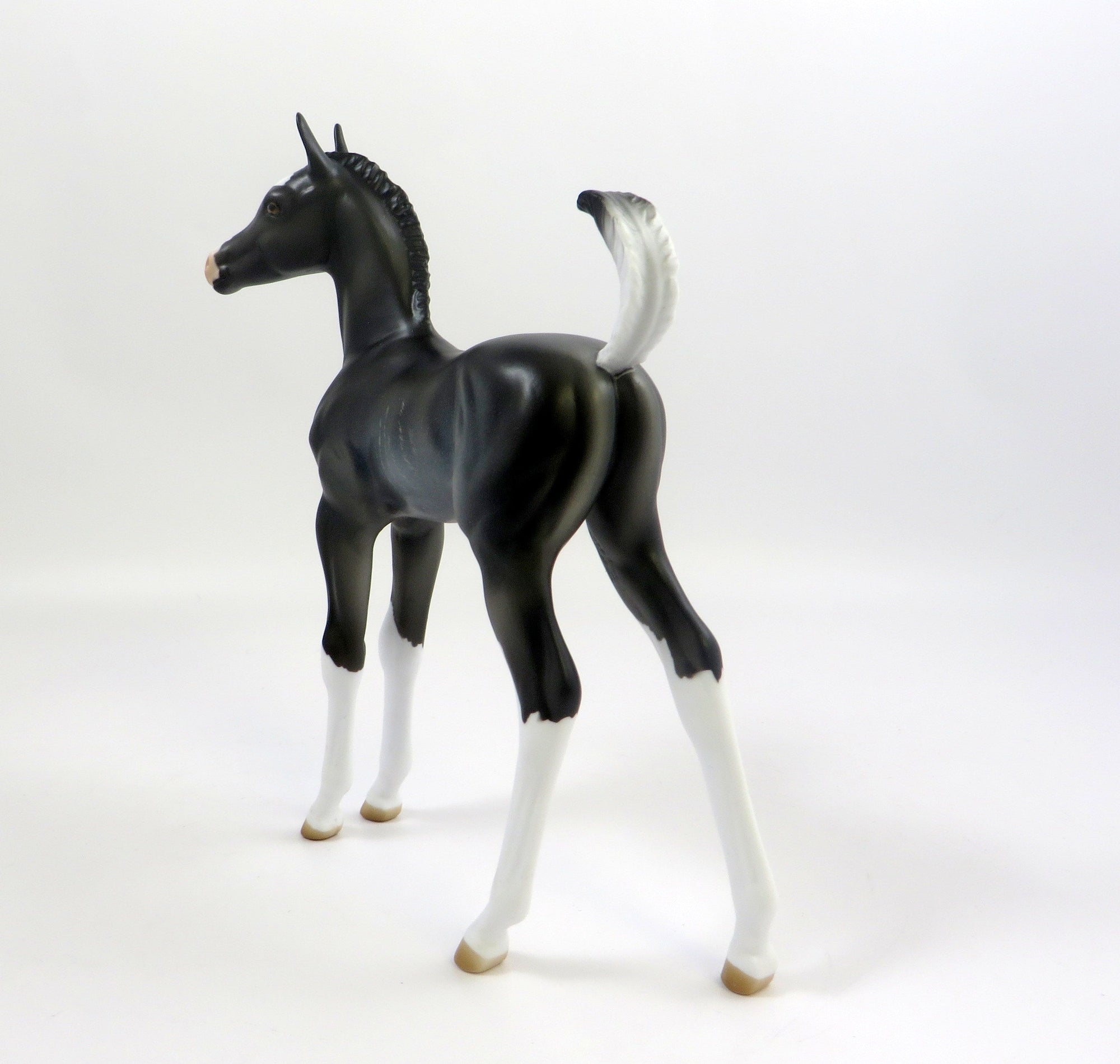 RAVEN-LE-20 CUSTOM RABICANO ARAB FOAL EQ 2019