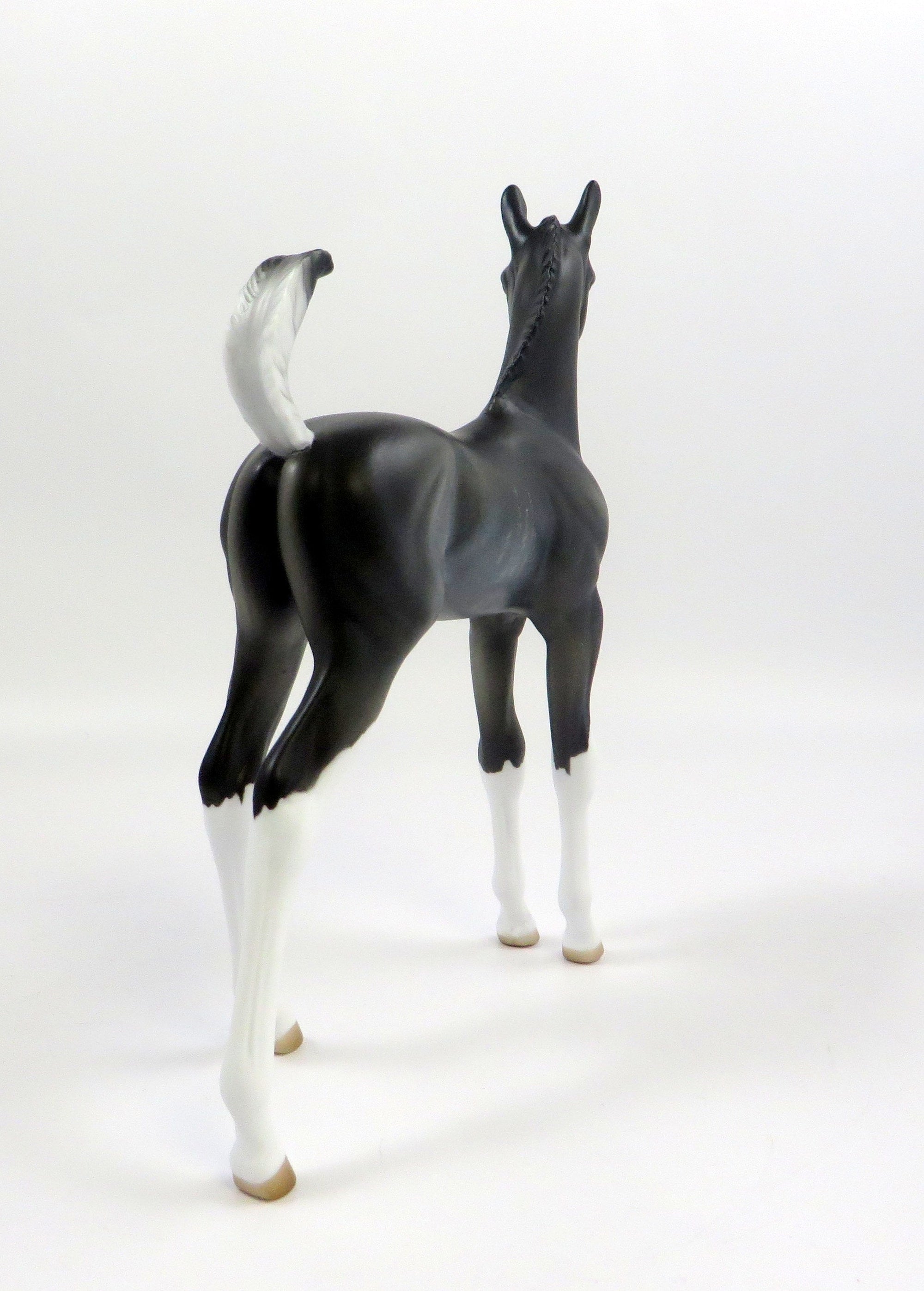 RAVEN-LE-20 CUSTOM RABICANO ARAB FOAL EQ 2019