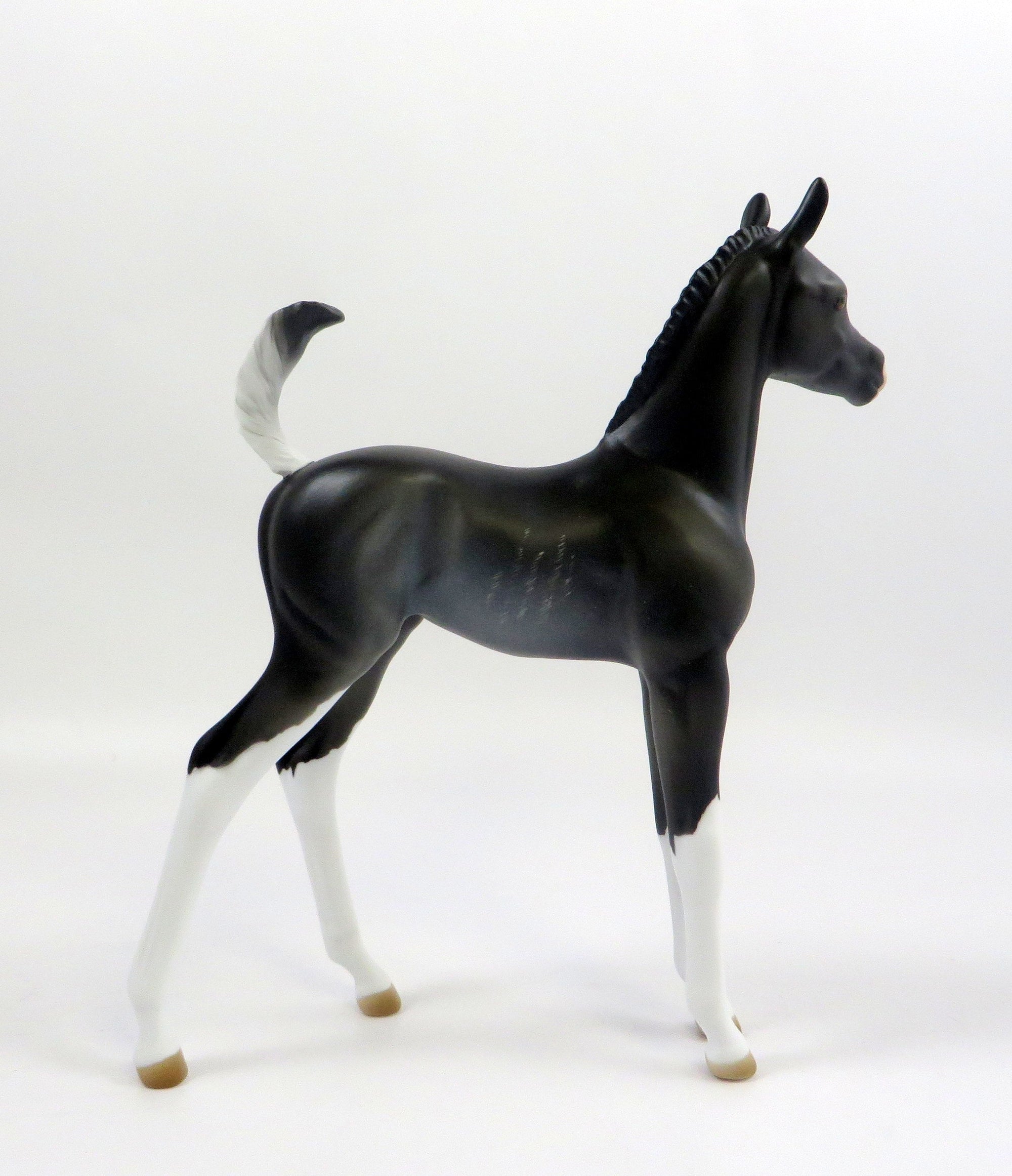 RAVEN-LE-20 CUSTOM RABICANO ARAB FOAL EQ 2019