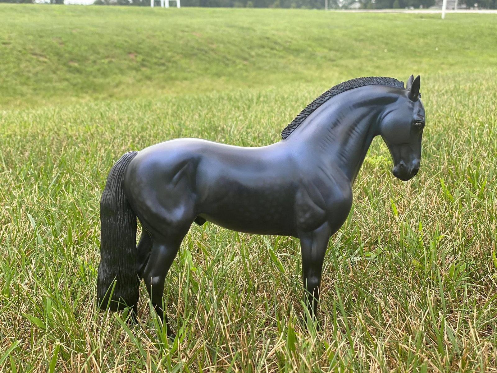 RAVEN-LE-30  Andalusian Painted By Audrey Dixon 8/13/21