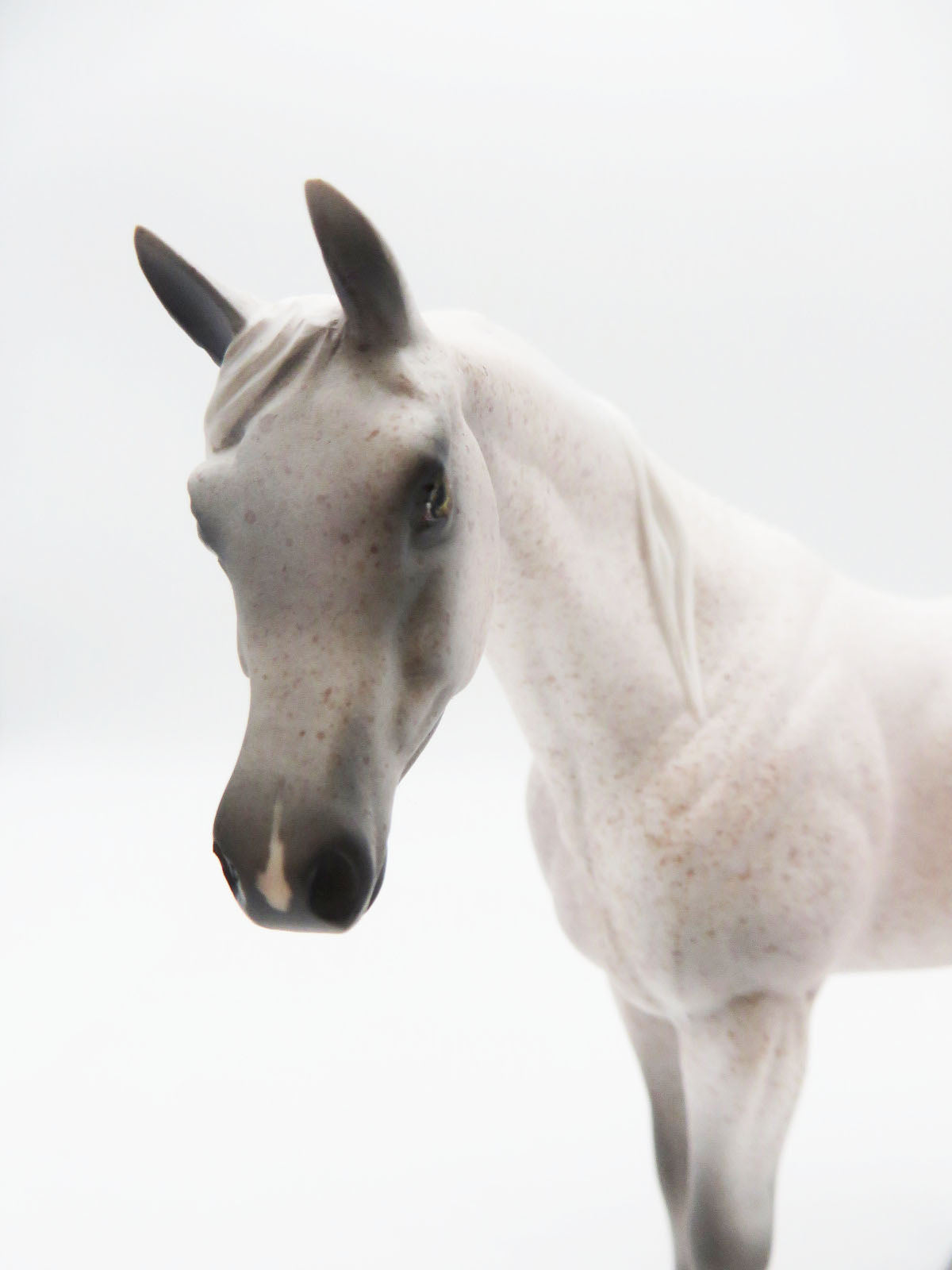 RED SQUIRREL - OOAK - FLEABITTEN ARABIAN PEBBLES BY JESS HAMILL LHS 22