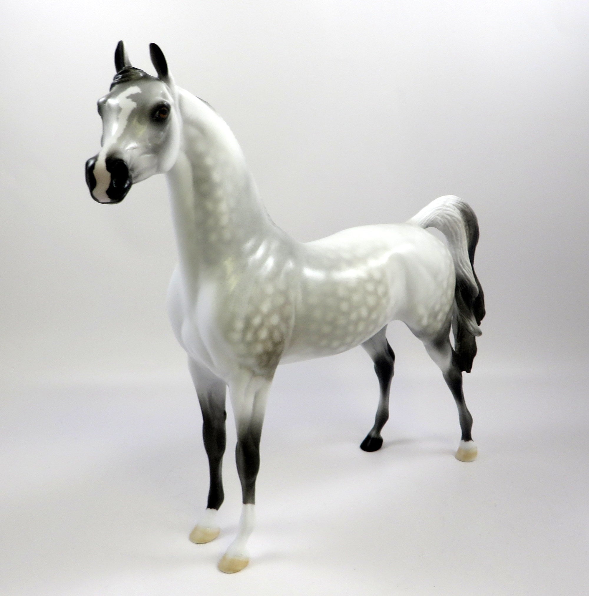 ROYAL GHOST -OOAK DAPPLED GREY ARABIAN MODEL EQ 2019