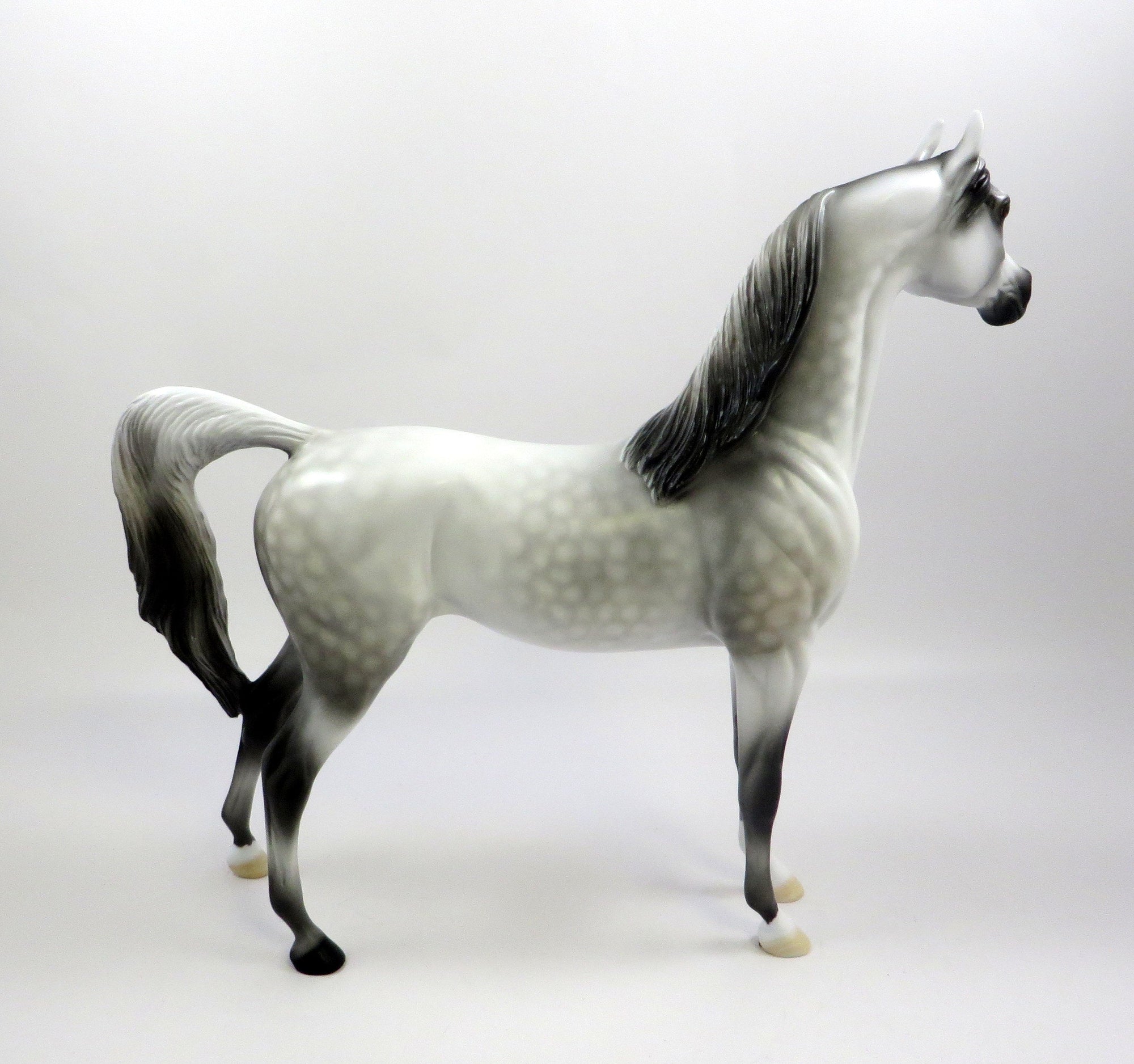 ROYAL GHOST -OOAK DAPPLED GREY ARABIAN MODEL EQ 2019