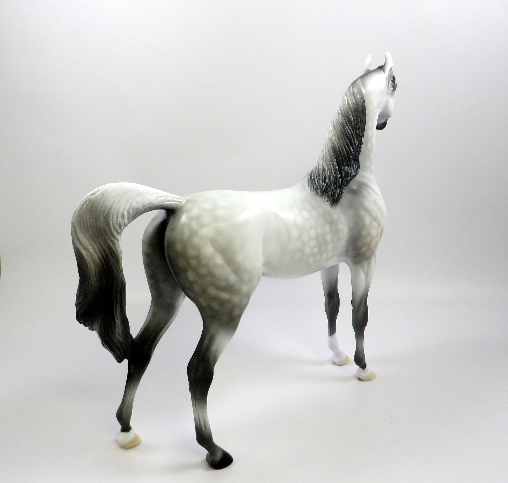 ROYAL GHOST -OOAK DAPPLED GREY ARABIAN MODEL EQ 2019