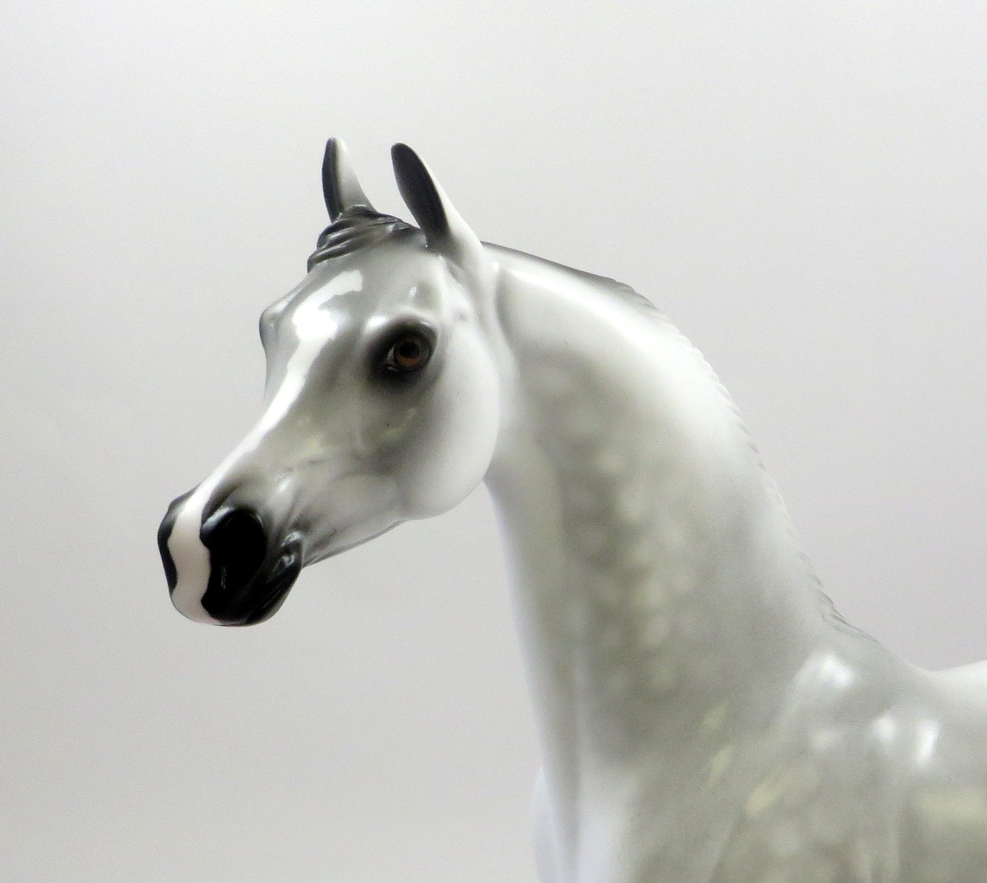 ROYAL GHOST -OOAK DAPPLED GREY ARABIAN MODEL EQ 2019