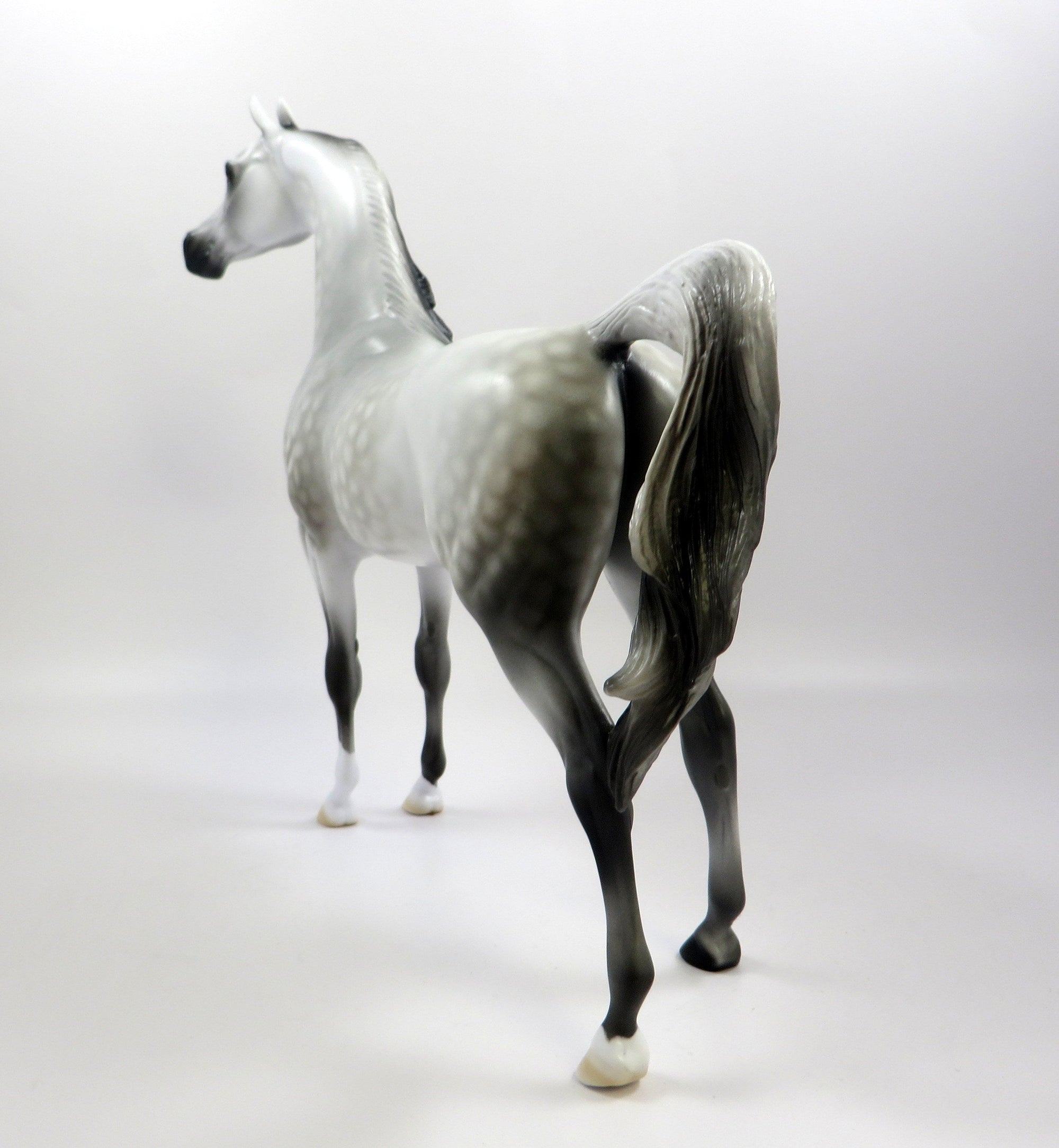ROYAL GHOST -OOAK DAPPLED GREY ARABIAN MODEL EQ 2019