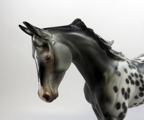 The Appaloosa horse - Royal Horse