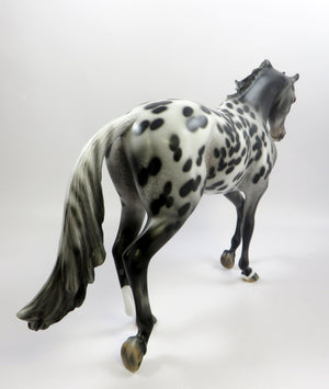 The Appaloosa horse - Royal Horse