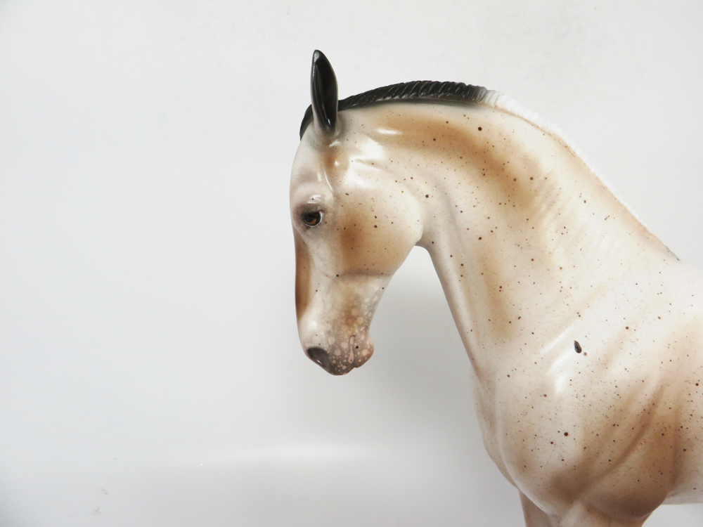 KICK-OFF- LE-7 VARNISH APPALOOSA ANDALUSIAN BY AUDREY DIXON SB19