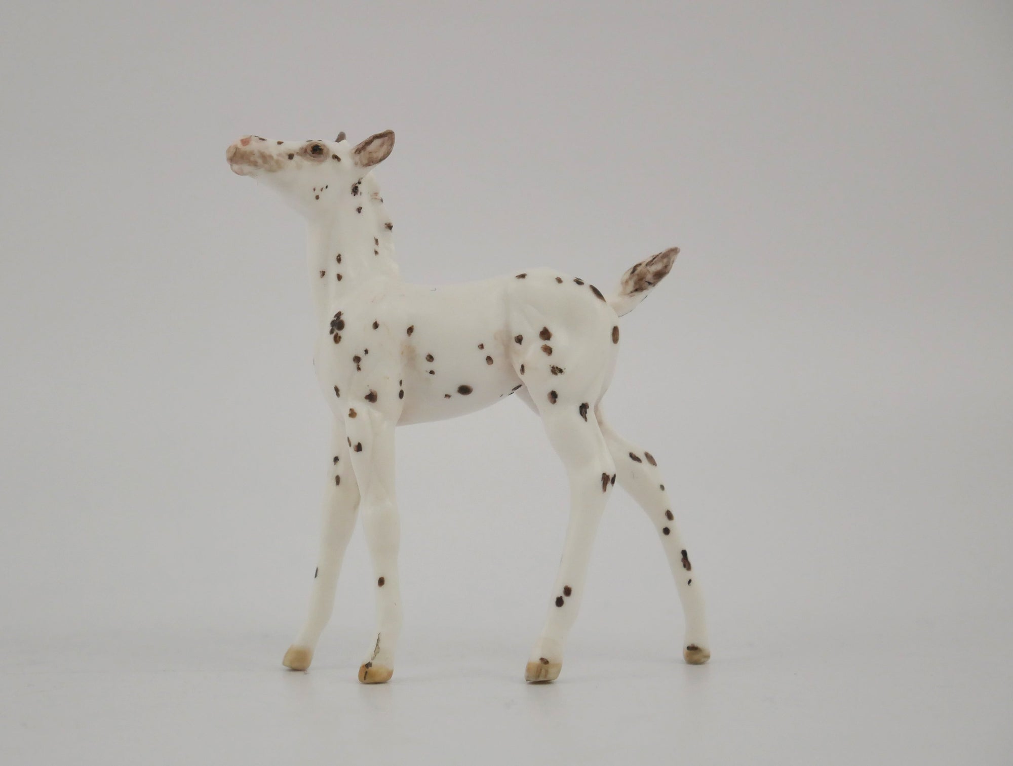 SPECKSOME-OOAK CHESTNUT FEW SPOT APPALOOSA FOAL BY ANDREA