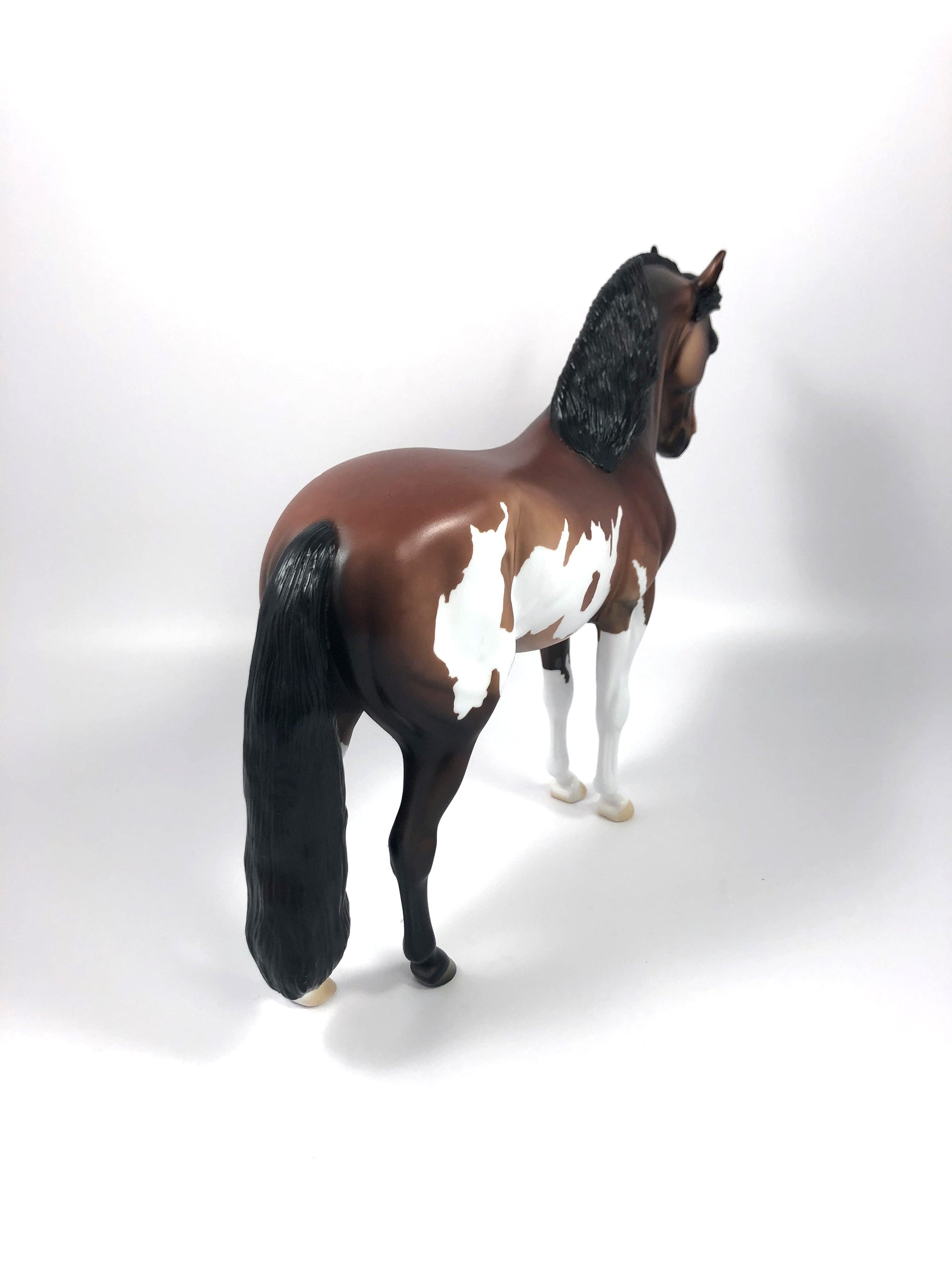 SPLITZ -- LE-5 BAY PINTO CUSTOM ANDALUSIAN BY DAWN QUICK 4/26/19