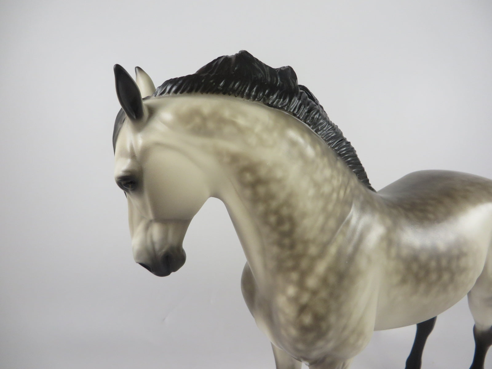 SPOOKTACULAR-OOAK STAR DAPPLE PALE BUCKSKIN ANDALSUIAN MM 19