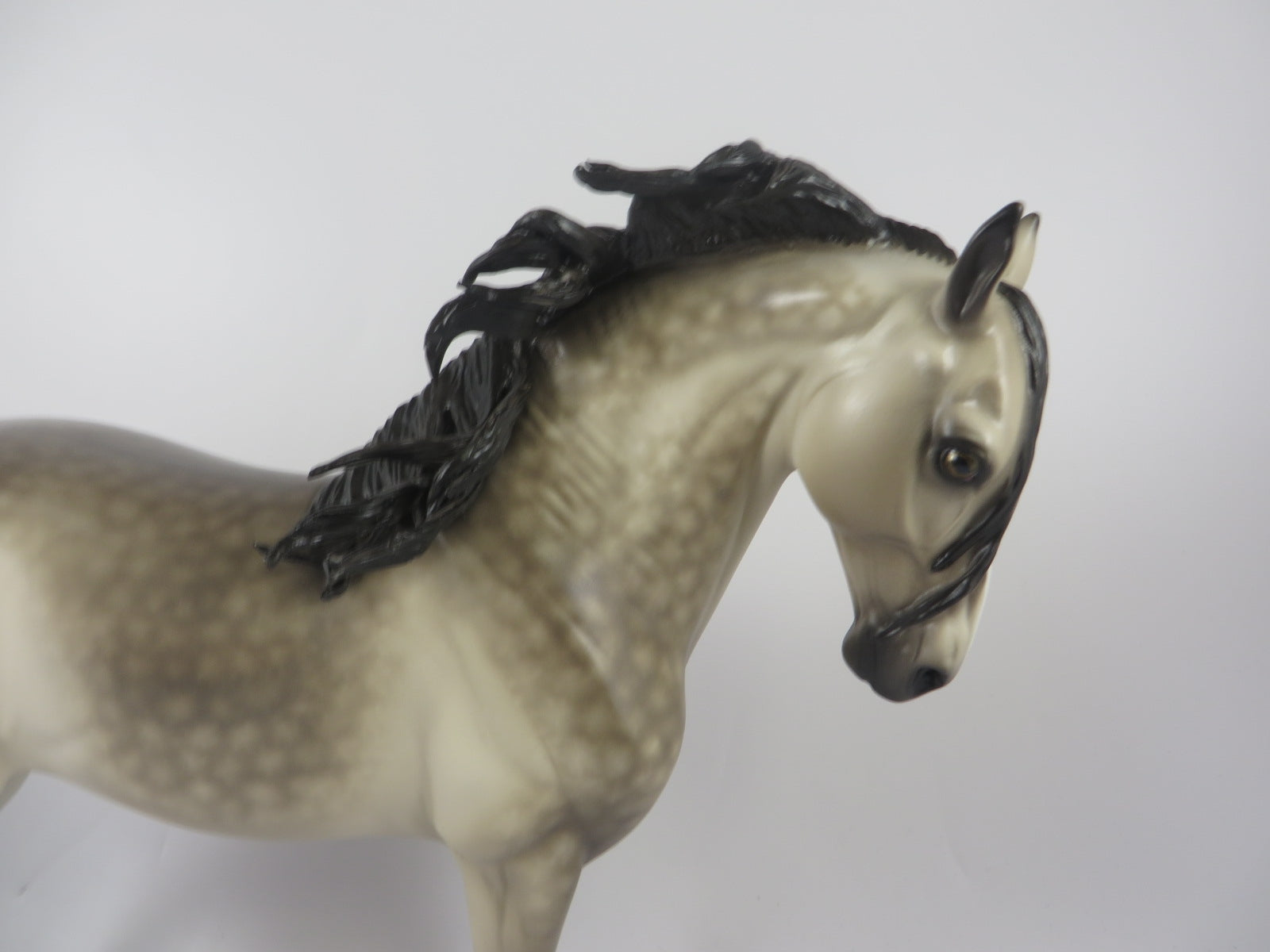 SPOOKTACULAR-OOAK STAR DAPPLE PALE BUCKSKIN ANDALSUIAN MM 19