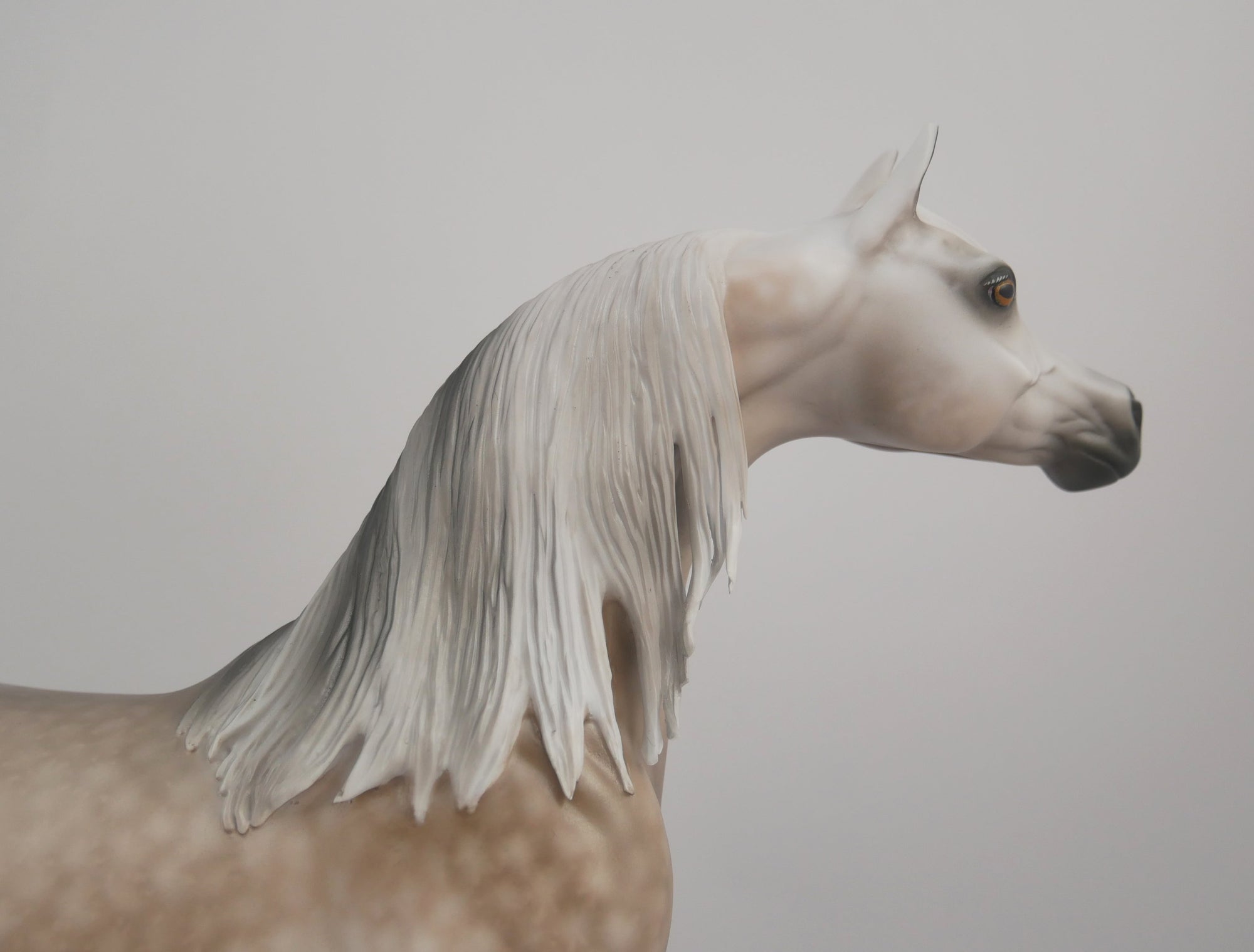 SUPREMATISM-OOAK STAR DAPPLE GREY ARABIAN BY SHERYL LEISURE