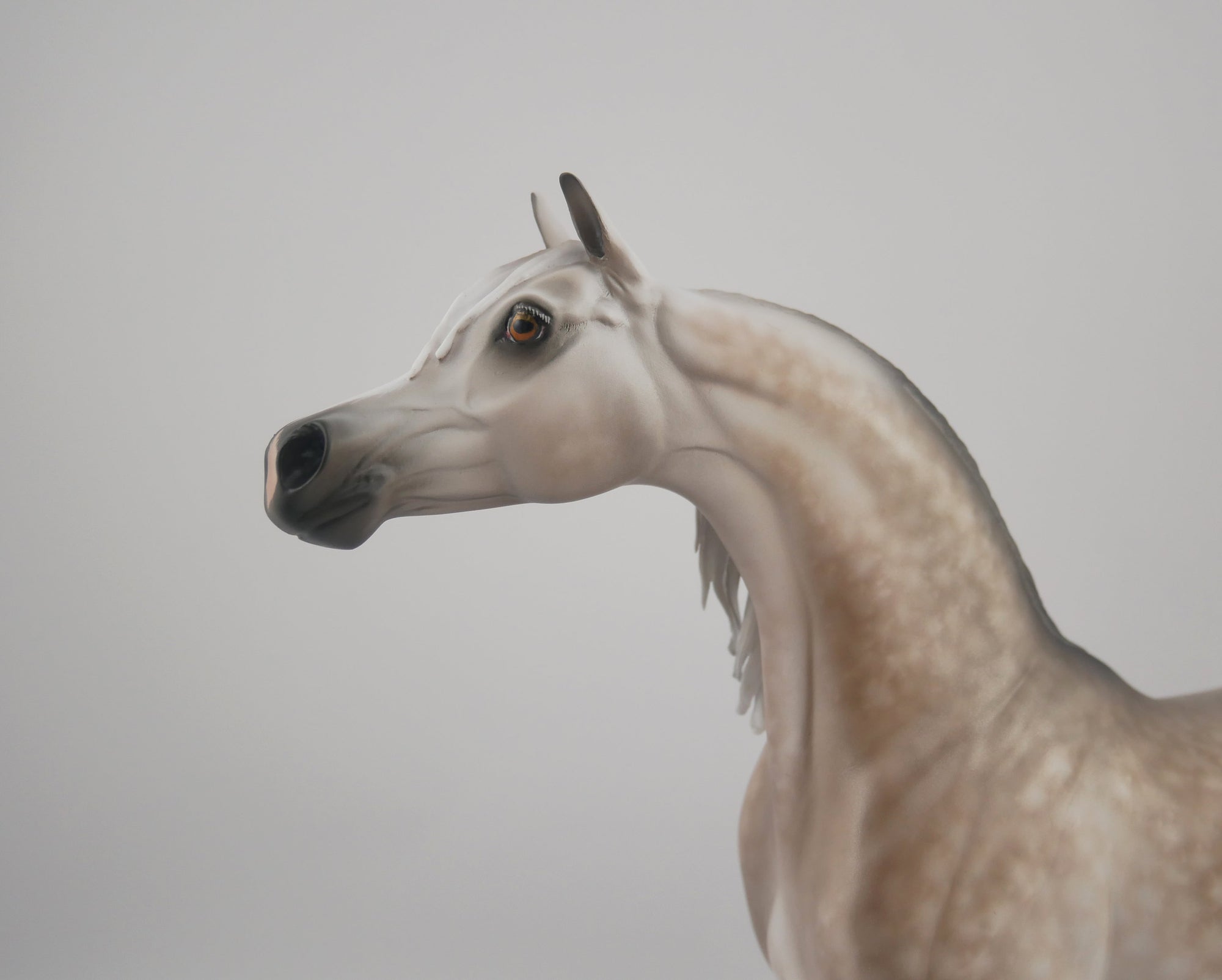 SUPREMATISM-OOAK STAR DAPPLE GREY ARABIAN BY SHERYL LEISURE