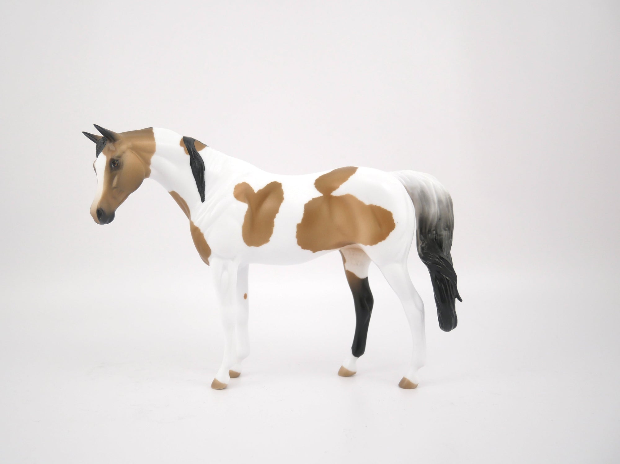 TATTLE TAIL-LE-9-BUCKSKIN PINTO ARABIAN MARE PEBBLES BY AUDREY DIXON 7/22/20