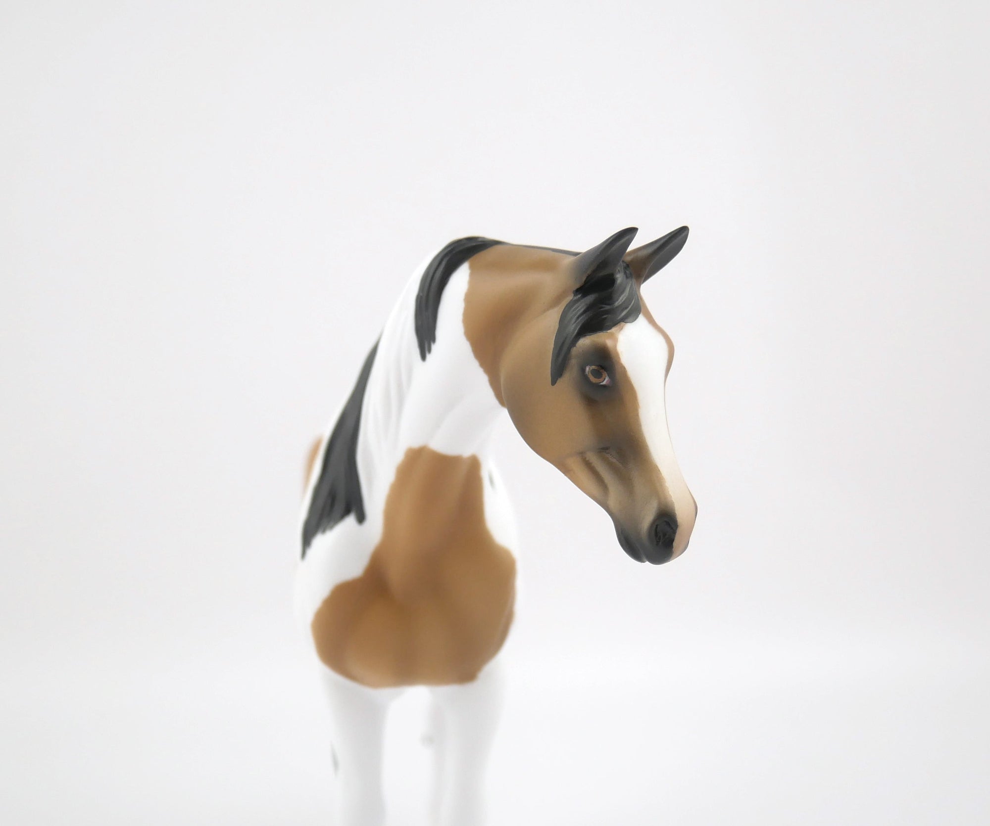 TATTLE TAIL-LE-9-BUCKSKIN PINTO ARABIAN MARE PEBBLES BY AUDREY DIXON 7/22/20