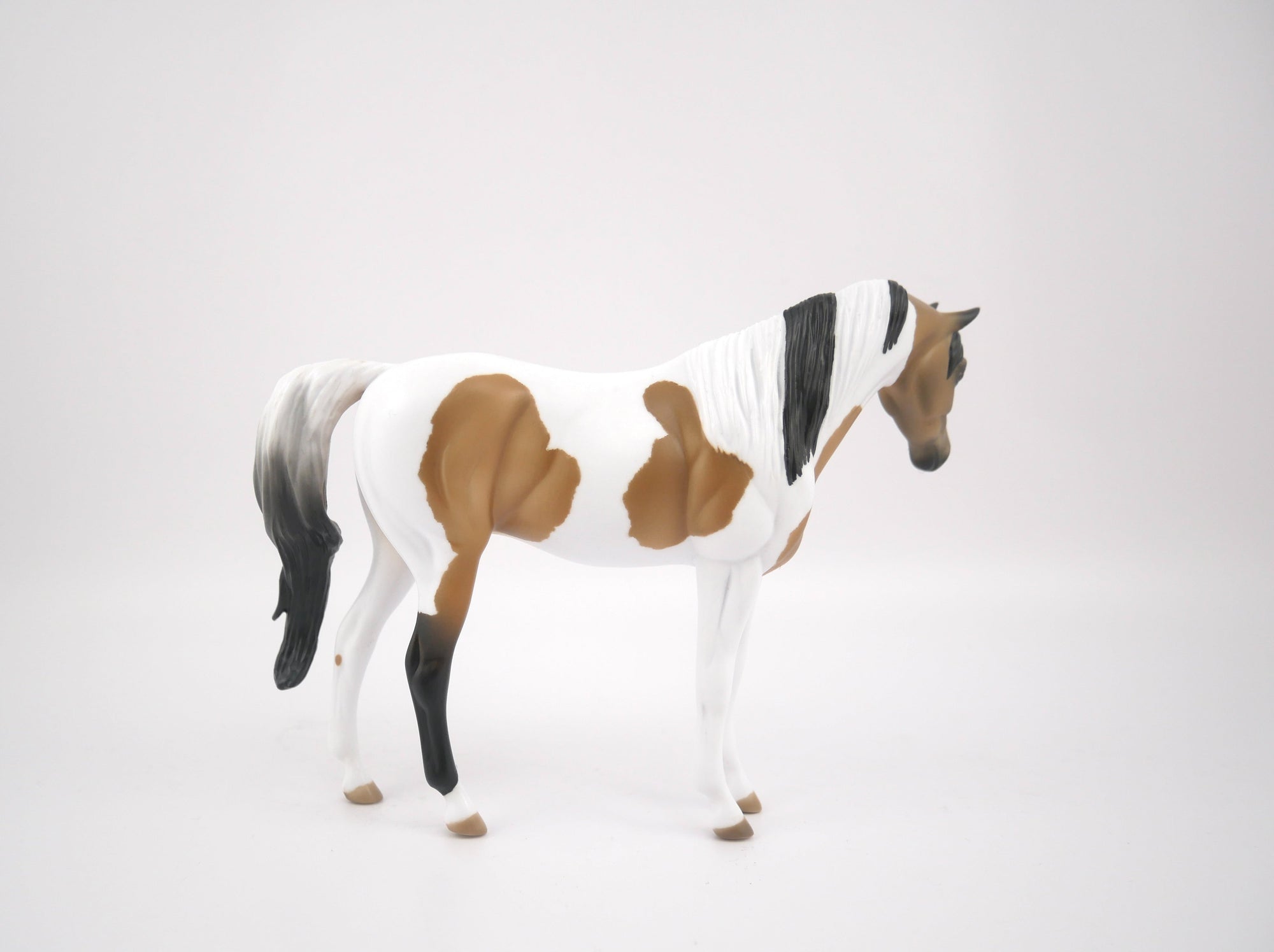 TATTLE TAIL-LE-9-BUCKSKIN PINTO ARABIAN MARE PEBBLES BY AUDREY DIXON 7/22/20