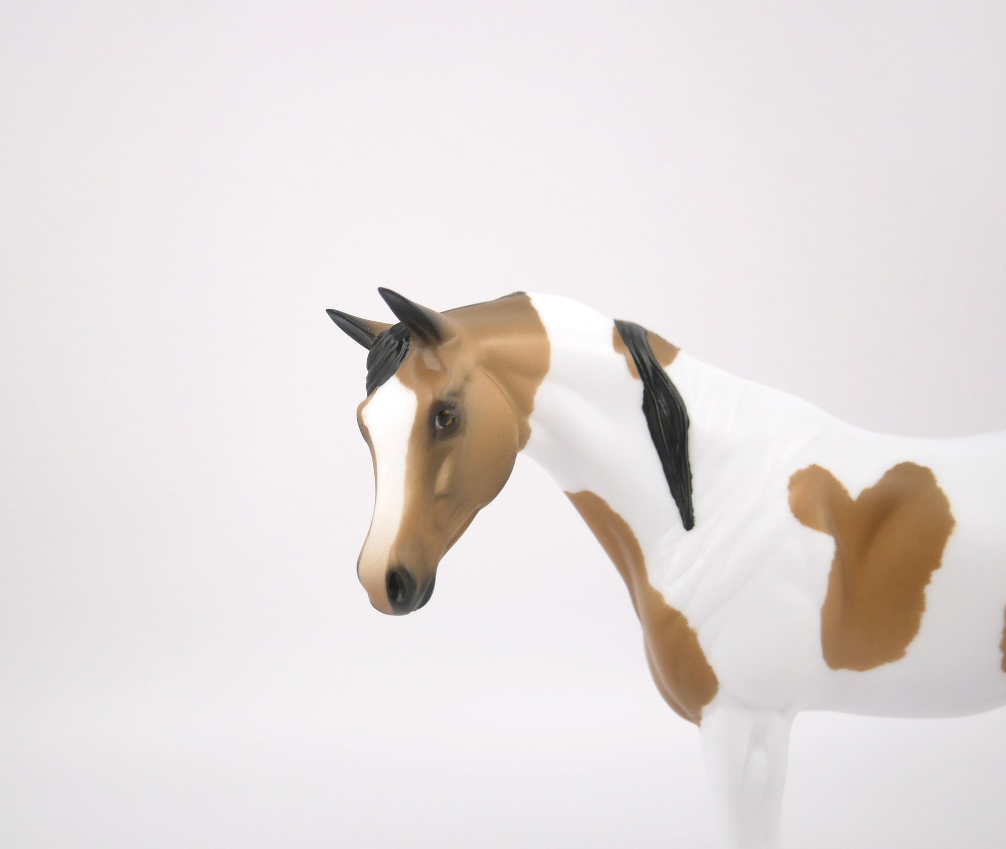 TATTLE TAIL-LE-9-BUCKSKIN PINTO ARABIAN MARE PEBBLES BY AUDREY DIXON 7/22/20