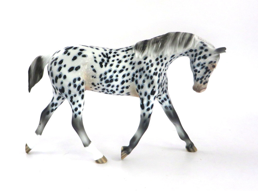 appaloosa