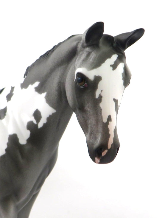 VARSITY BLUES - OOAK GREY PINTALOOSA WEANLING MODEL HORSE BY DAWN QUICK SB20