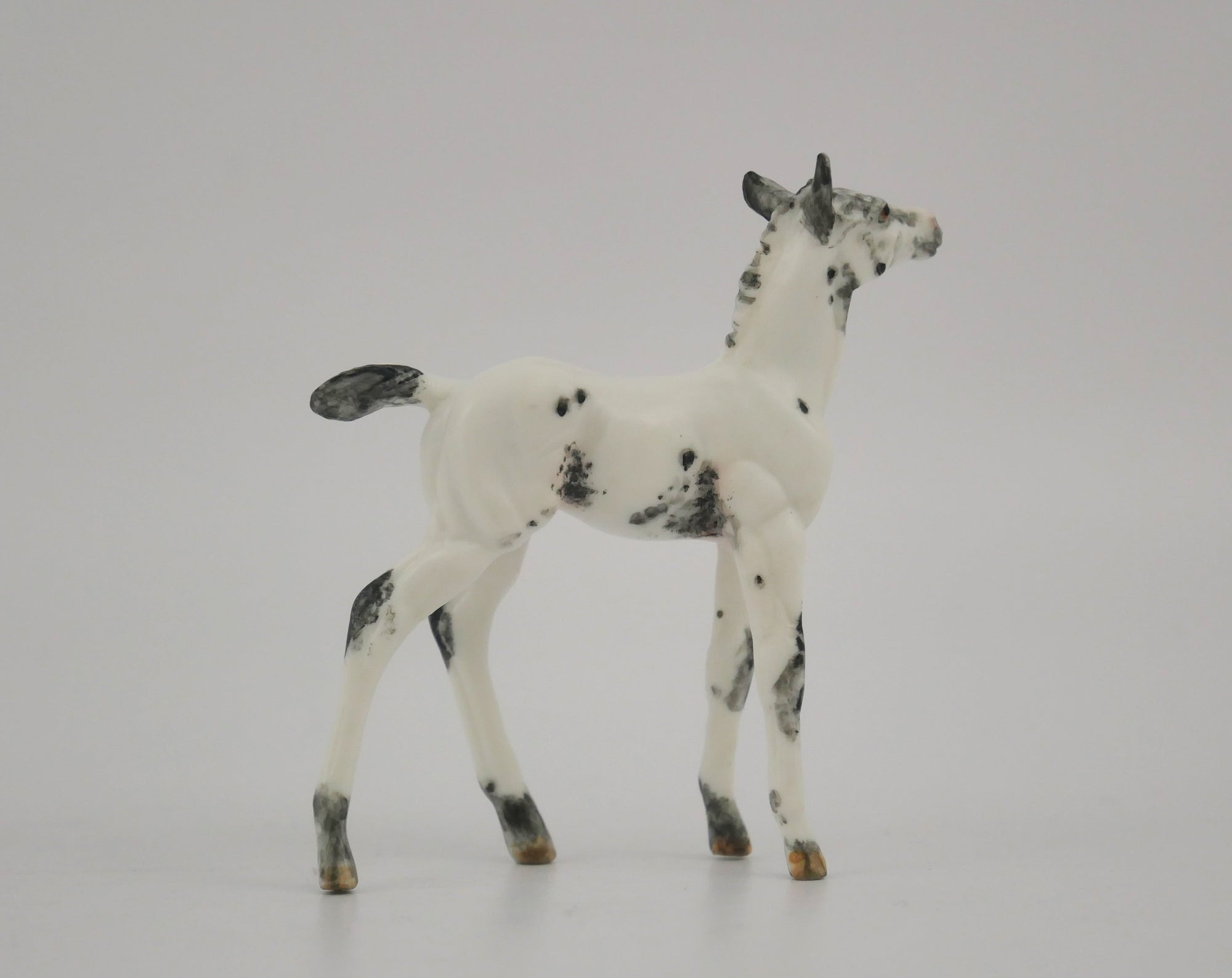VISO-OOAK BLACK FEW SPOT APPALOOSA FOAL BY ANDREA