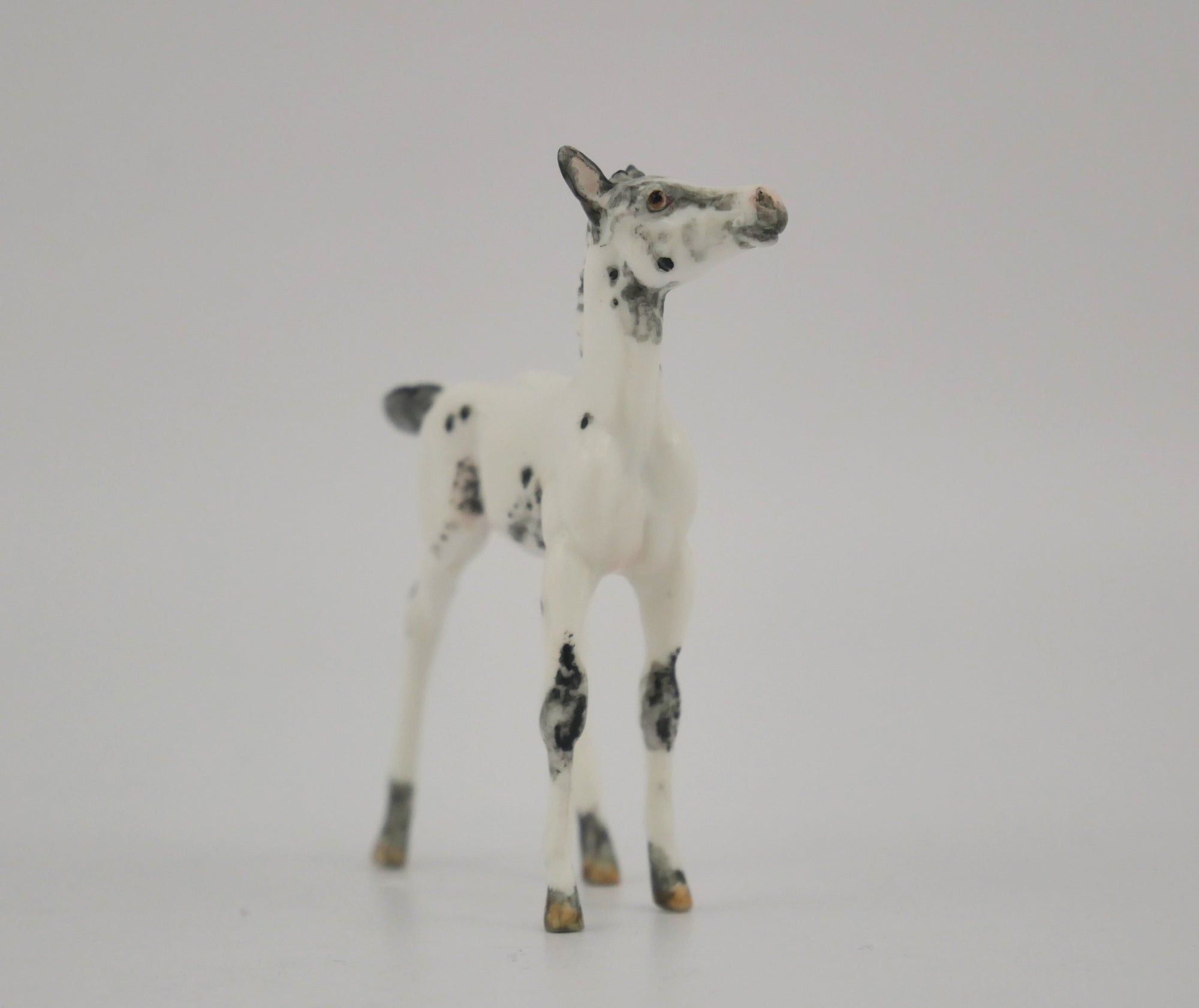 VISO-OOAK BLACK FEW SPOT APPALOOSA FOAL BY ANDREA