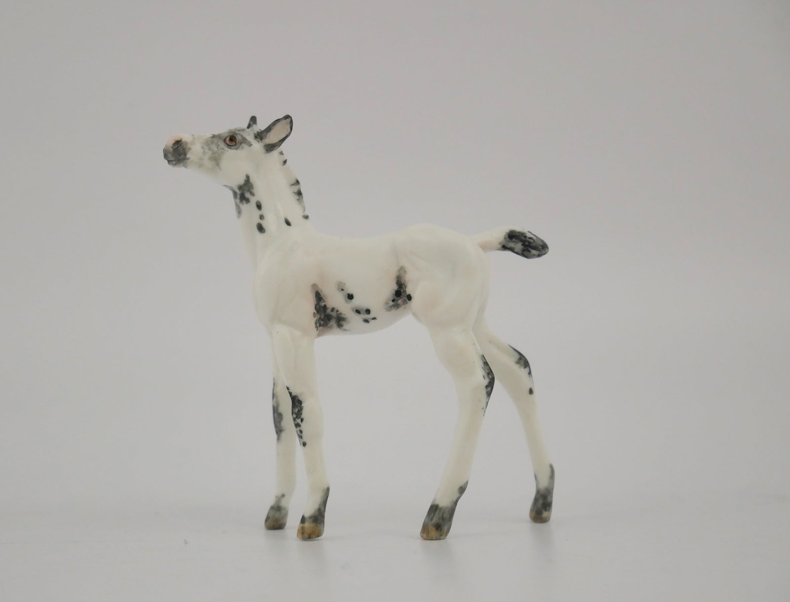 VISO-OOAK BLACK FEW SPOT APPALOOSA FOAL BY ANDREA