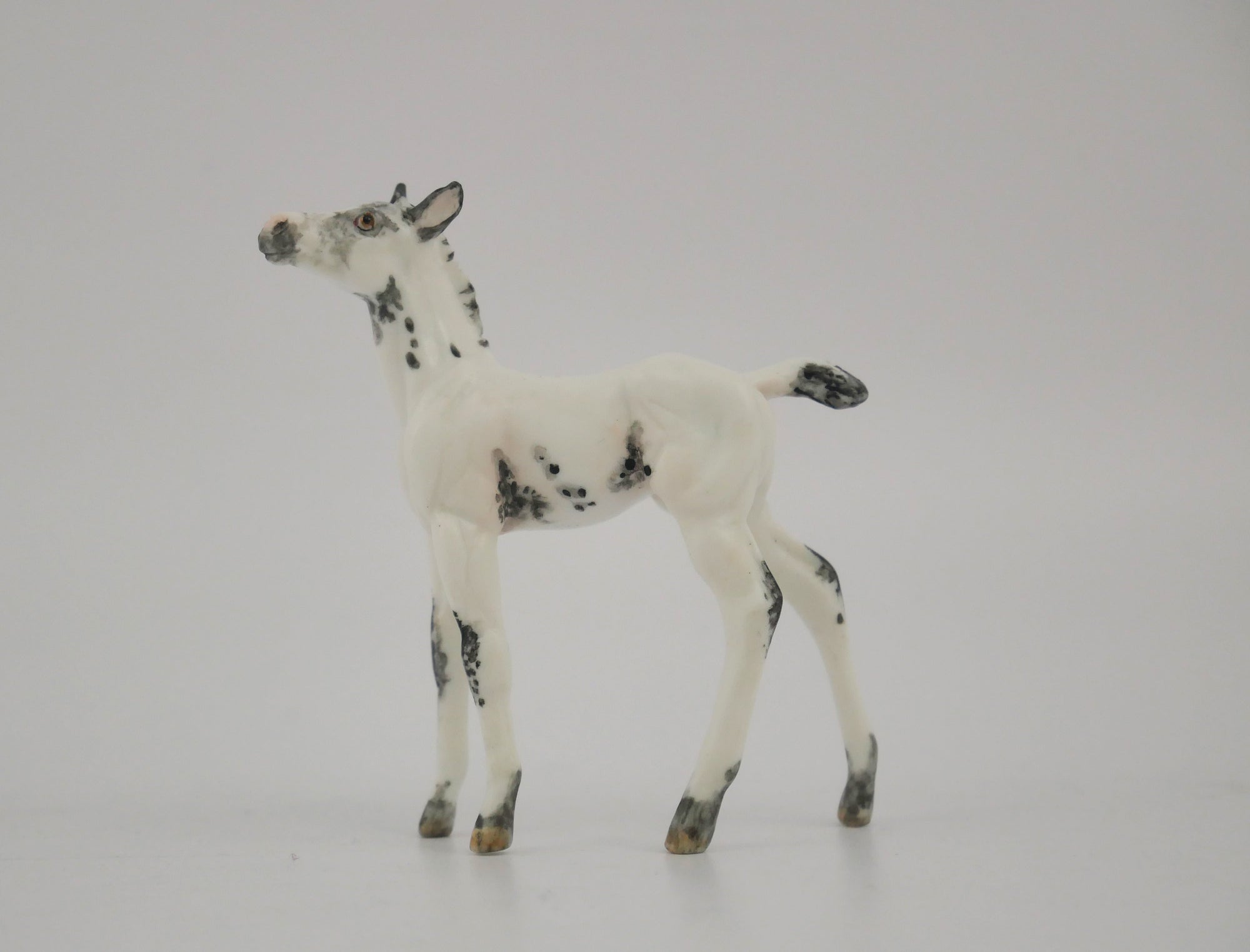 VISO-OOAK BLACK FEW SPOT APPALOOSA FOAL BY ANDREA