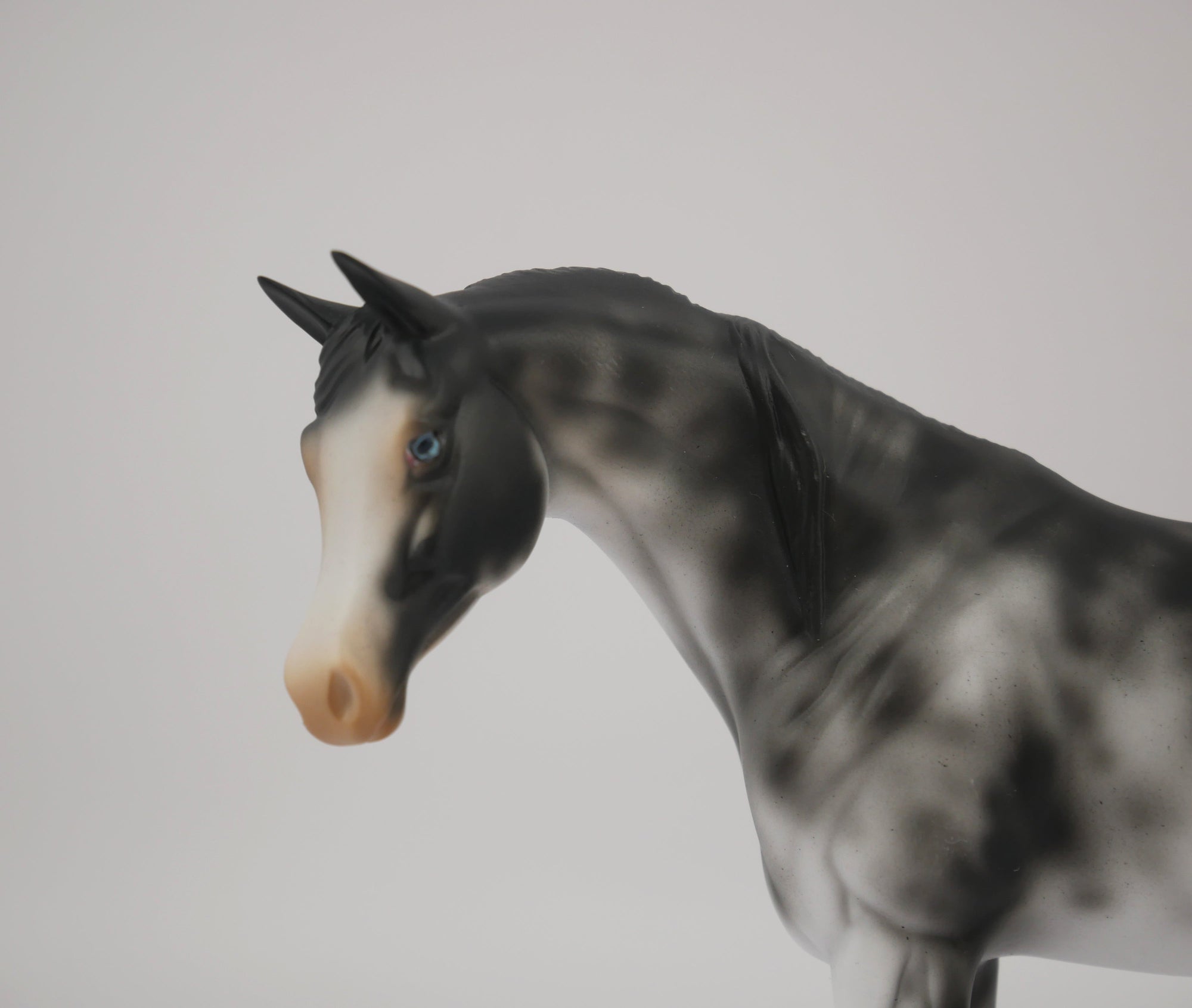 WAKE UP-OOAK BLACK SABINO ARABIAN PEBBLES BY AUDREY DIXON 7/22/20