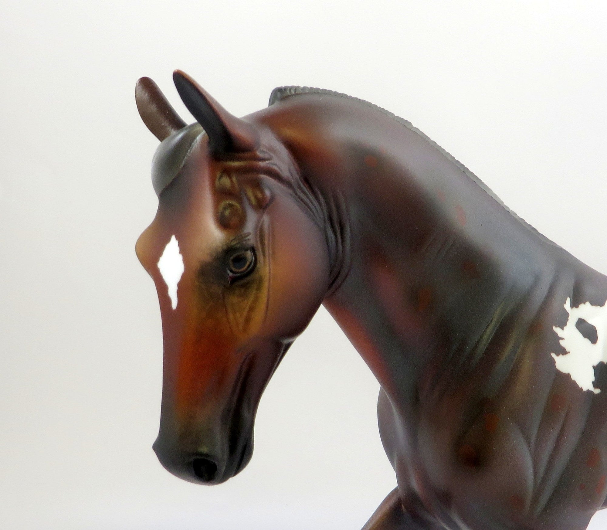 WARWICK-OOAK APPALOOSA TENNESSEE WALKER MODEL HORSE EQ 2019