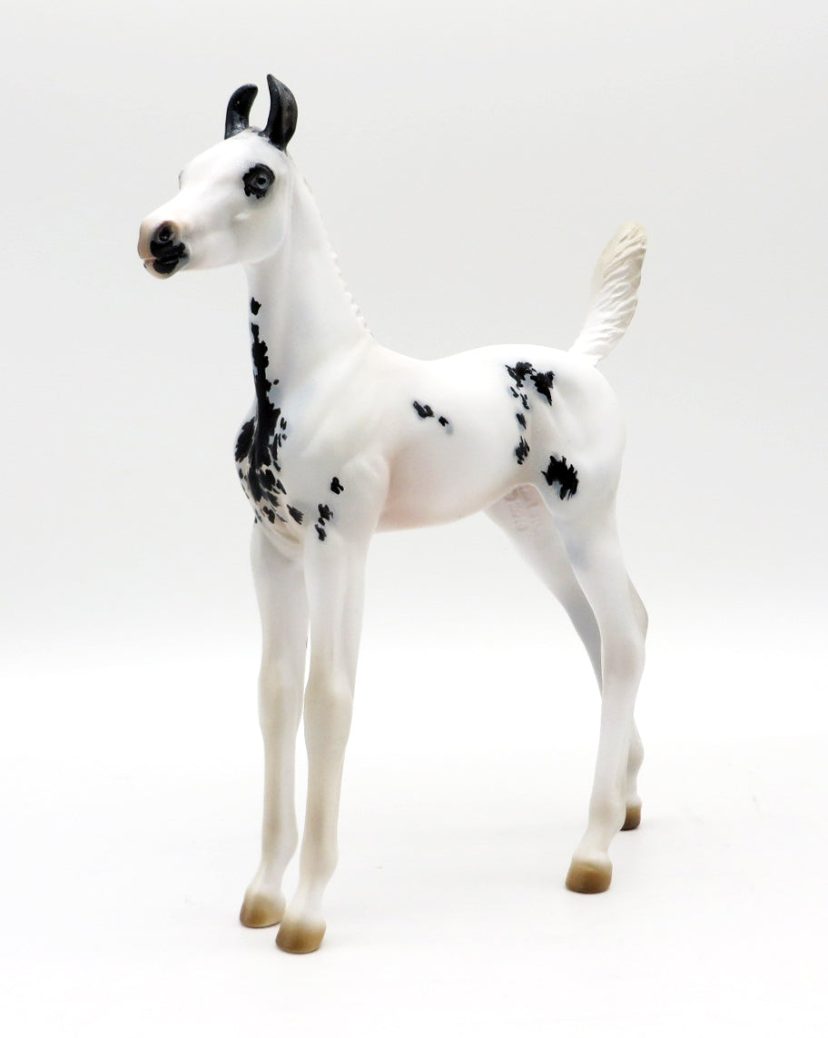 Wicca - Maximum Sabino Marwari Foal - Run of 15 - MM 2021