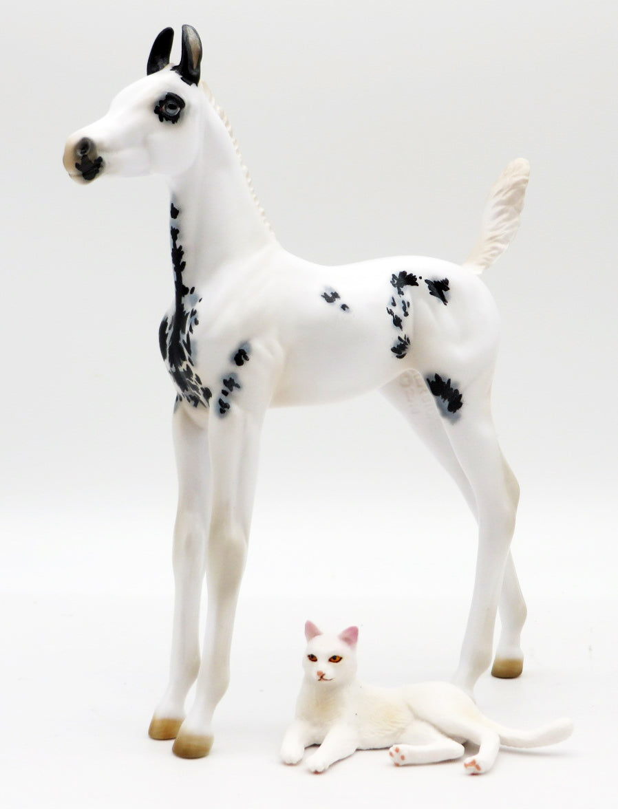 Wicca - Maximum Sabino Marwari Foal - Run of 15 - MM 2021