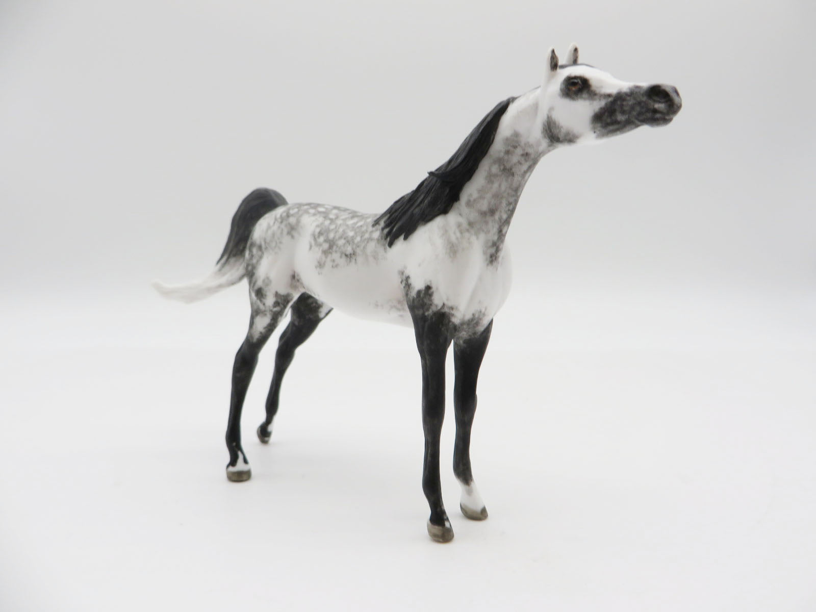 WRANGELL - OOAK Dapple Grey Arabian Chip LHS 22
