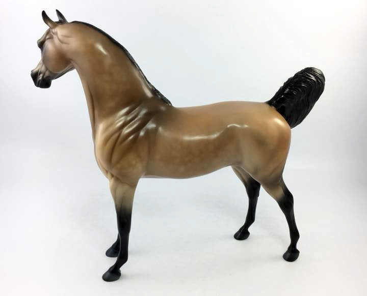 ZELLY-LE-15 BUCKSKIN ARABIAN CM MANE AND TAIL EQ 2018